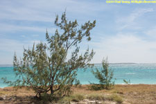 trees on beach